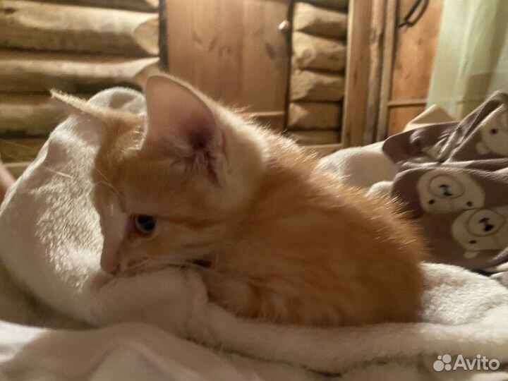 Кошка в дар бесплатно