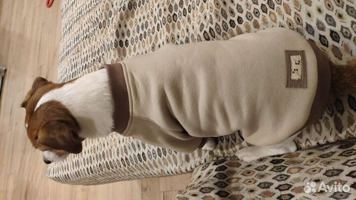 Худи для собаки Джек Рассел терьер