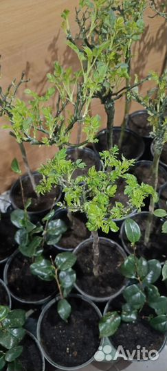 Роза на штамбе