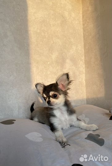 Чихуахуа мини девочка