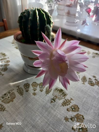 Кактусы и суккуленты