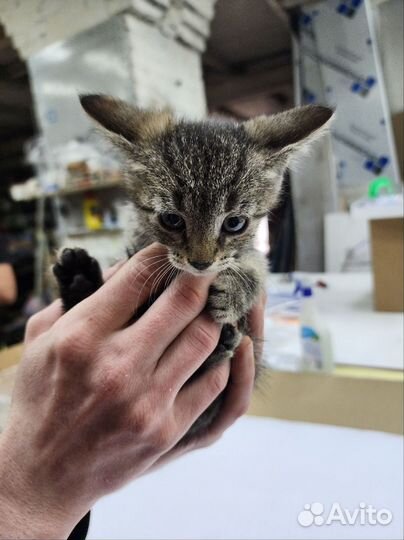 Кошечка - нежный и ласковый ребенок ищет семью