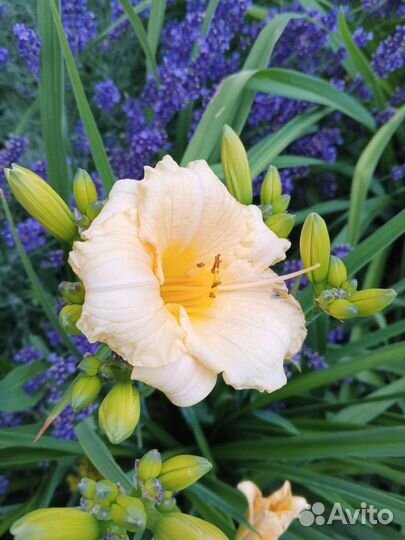 Лилейники сортовые