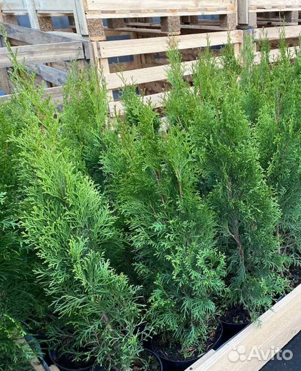 Туя Смарагд