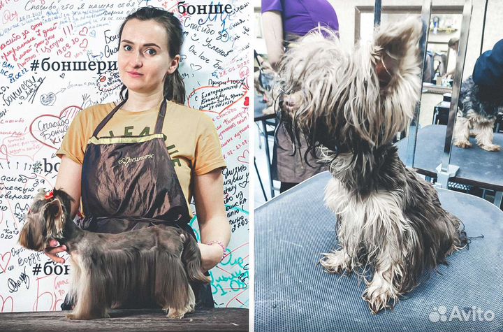 Груминг собак с выездом на дом