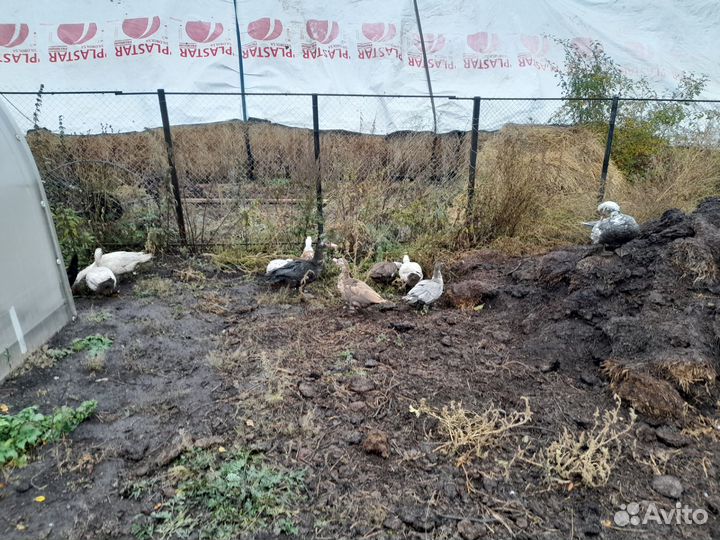 Мускусные утки