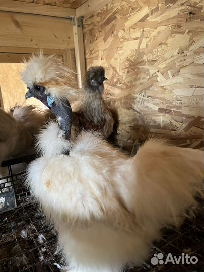 Петушки китайской шелковой