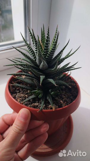 Комнатные цветы