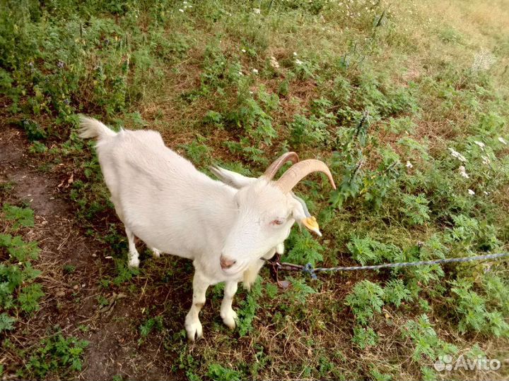 Зааненская дойная коза