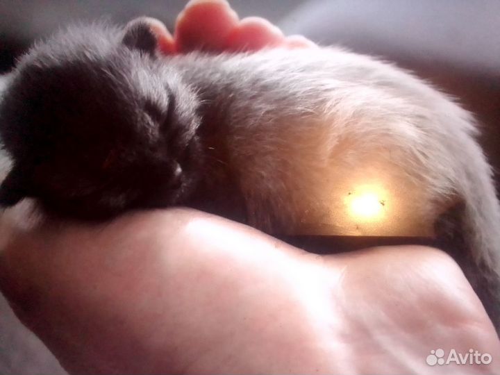 Продаю котёнка