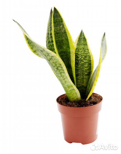 Сансевиерия