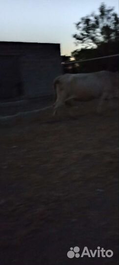 Корова с теленком