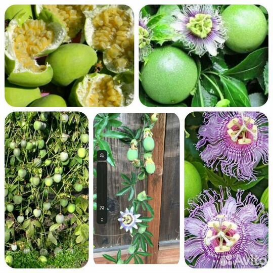 Семена Маракуйи Северной