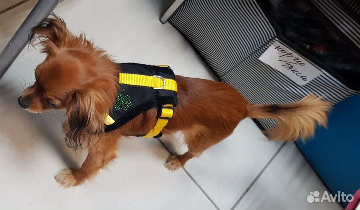 Шлейка для кошек и собак