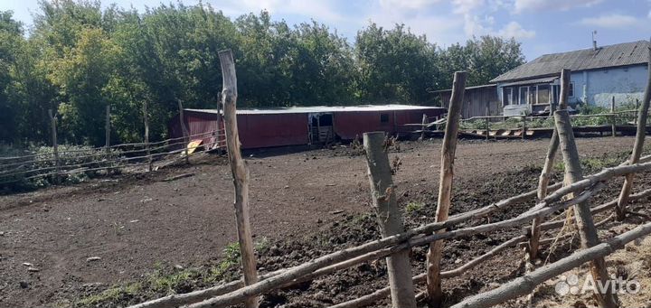 С/х животные