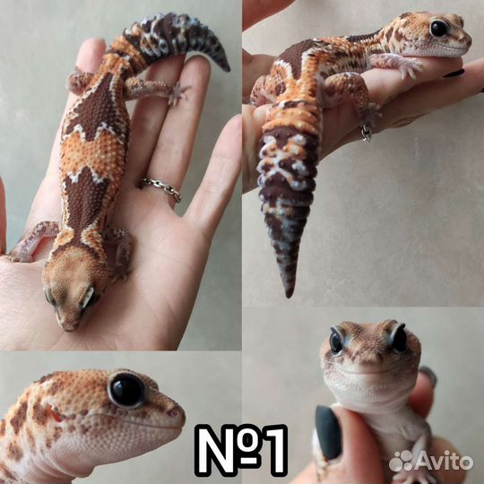 Гемитекониксы