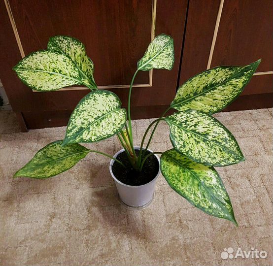 Аглаонема Фёрст Даймонд