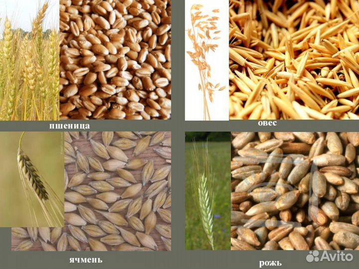 Пшеница Рожь Овёс Посыпка