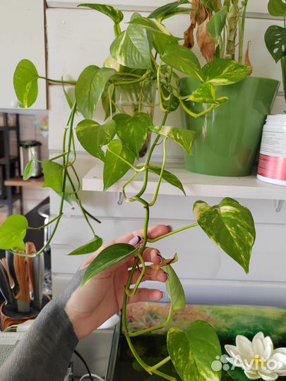 Эпипремнум (сциндапсус) голд