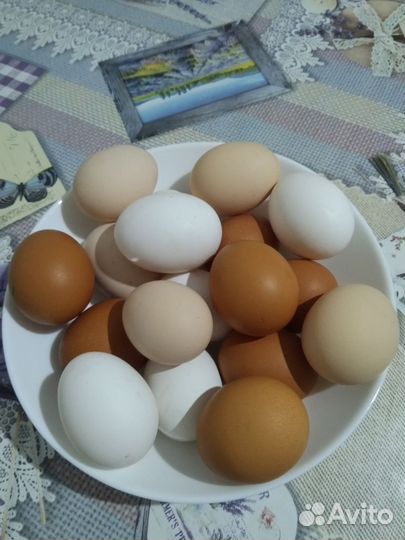 Домашние куриные яйца