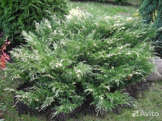 Можжевельник виргинский Хетс Вариегата