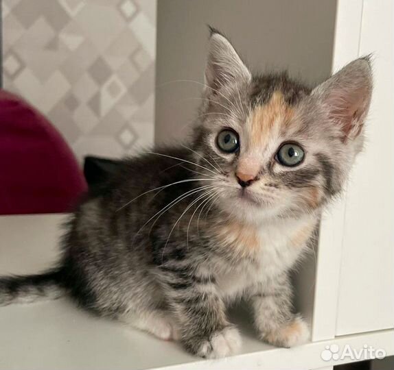 Кошечка 1,5 мес., в дар