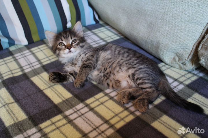 Котята (2 месяца)