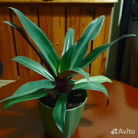 Традесканция рео