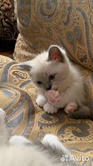 Котенок рэгдолл