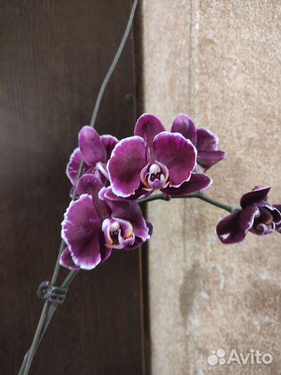 Орхидея каменная роза