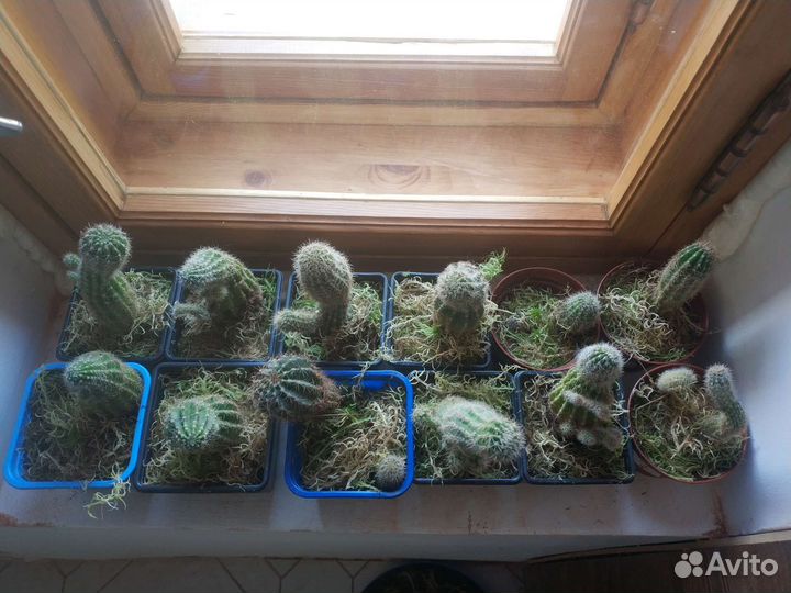 Кактус
