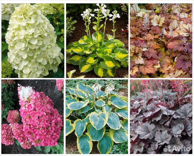 Хосты Гортензии Гейхеры в горшках Цены от