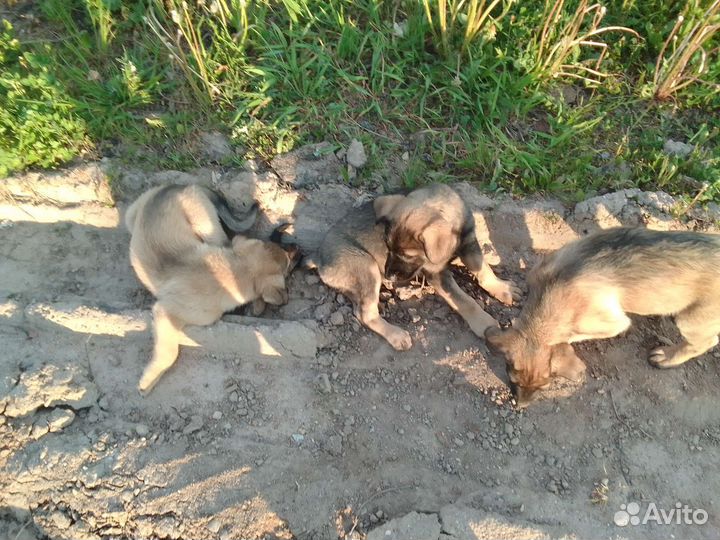 Собака в добрые руки отдам бесплатно