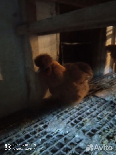 Куры китайские