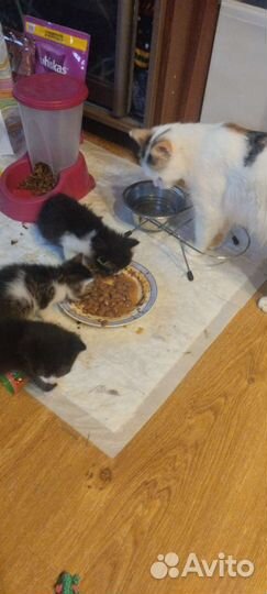 Котята мальчики в добрые руки