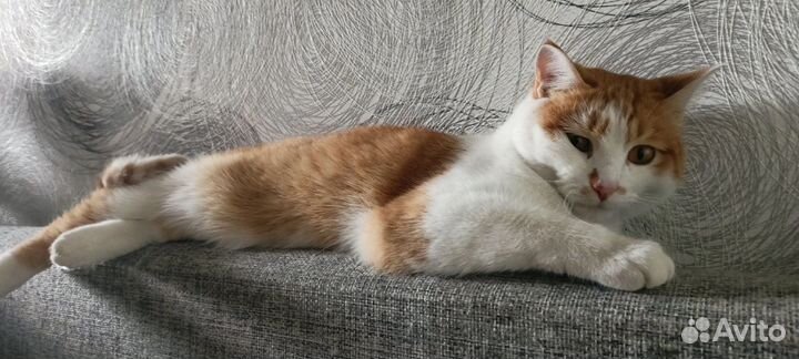 Потерялся кот