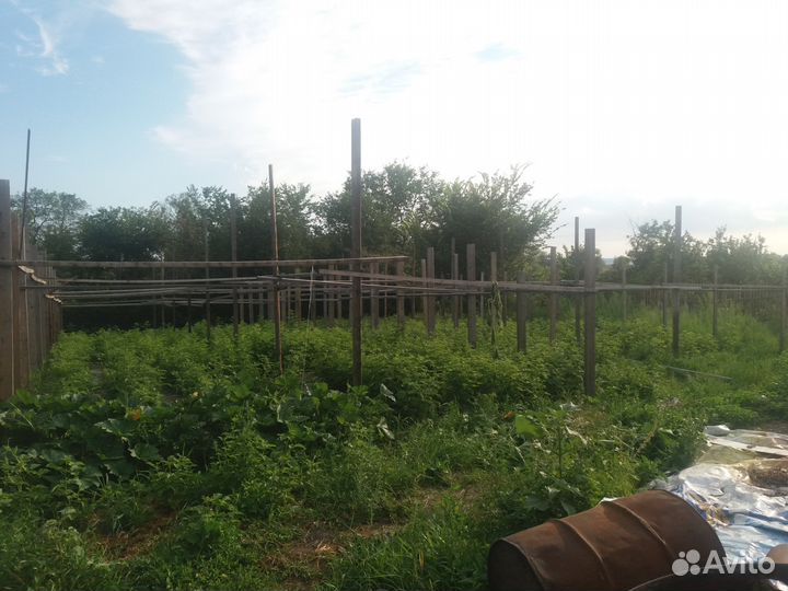 Саженцы малины летней и ремонтантной