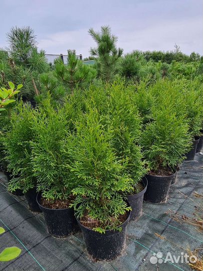Туя западная смарагд