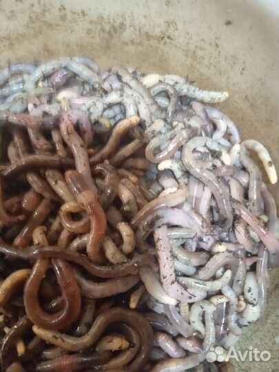 Черви для рыбалки дендробена