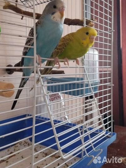 Волнистый попугай самец