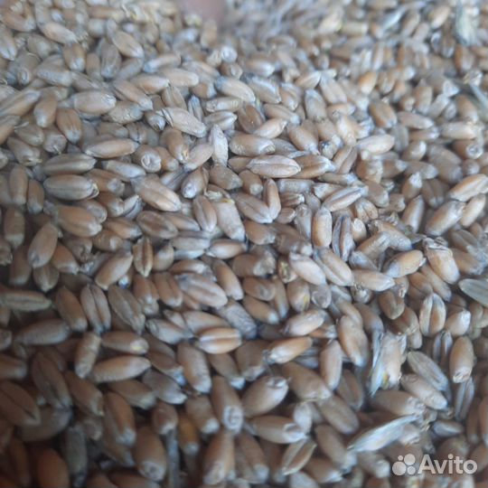 Зерно пшеница