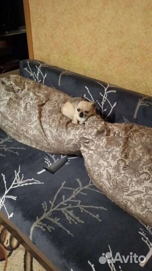 Вязка собак чихуахуа