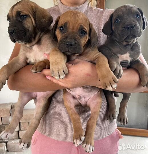 Щенки кане корсо