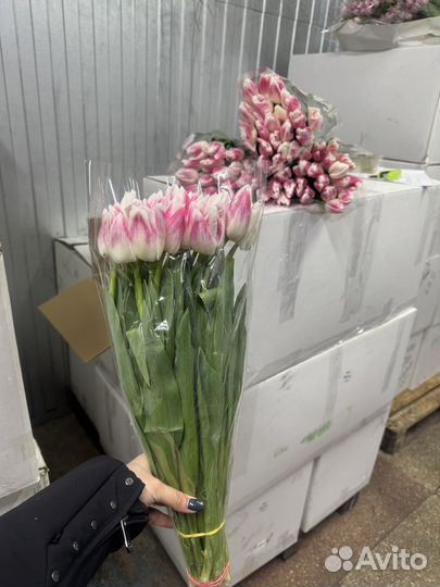 Тюльпаны Новокузнецк