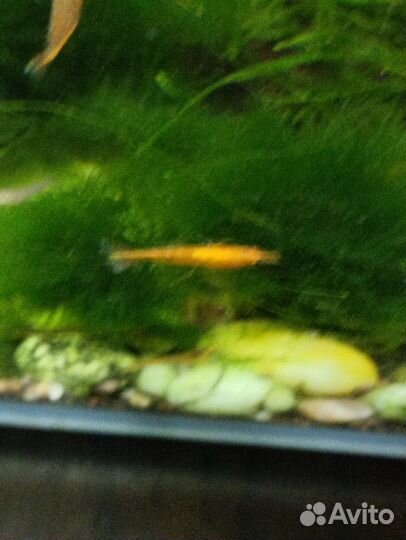 Аквариумные креветки
