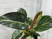 Филодендрон Вайт вейв, Philodendron White Wave