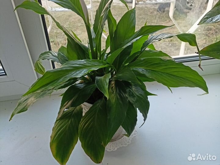 Спатифиллум цветок