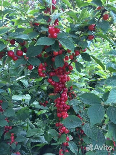 Саженцы войлочной вишни