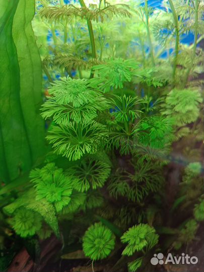 Кабомба,мох Риччия плавающая