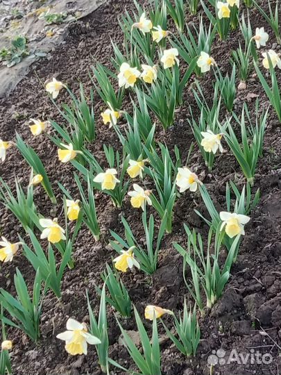 Луковицы нарциссов